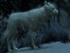 White snow creatures,    The Elder Scrolls 5: Skyrim