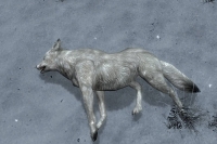 Whiter Snow Fox,    The Elder Scrolls 5: Skyrim