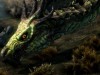 Organic Elemental Dragons,    The Elder Scrolls 5: Skyrim